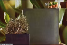 Grandes jarres façon béton, jardinières taille XXL, poteries au carré...La tendance est très nettement aux formes et matières contemporaines