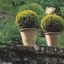 Cultiver des buis en pots