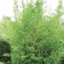Côté plantes : Bambous persistants et légers Phyllostachys aurea.