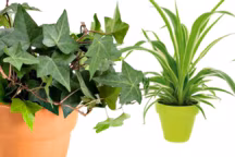 Certaines plantes neutraliseraient les effets nocifs de la pollution de l'air dans les maisons. Tour d'horizon des plantes dépolluantes les plus performantes...