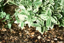 Ça y est, on a retenu la leçon ! Pailler permet de moins arroser, limite la prolifération des adventices (mauvaises herbes) et protège les racines des fluctuations de température... Mais, il faut le reconnaître, les paillis ne sont pas toujours du meilleur effet.Aussi, on adopte ce nouveau paillage composé de coques de noix de coco (défibrées, broyées et tamisées), qui, nous assure-t-on, est quasi imputrescible et ne s'envole pas. Il a surtout l'avantage d'avoir un pH neutre et peut, contrairement aux écorces de pin, être déployé un peu partout. Reste que si vous en mettez sur toutes vos plates-bandes, la facture peut vite grimper car, pour être efficace, il doit être épandu en couche épaisse.Paillage "coques de coco Naturasol", sac de 12 litres, 9,95 euros, Algoflash