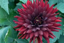 Les dahlias sont de retour... Les jardins vont suivre la tendance d'été en accueillant ces jolies fleurs aux couleurs et formes multiples. Au printemps, place aux dahlias ! Zoom rapide.