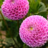 Longtemps délaissé, le dahlia connaît un retour en grâce. Dahlias en pompons, dahlias ébourrifés, dahlias en mini pots ou dahlias classiques, à vous de choisir les dahlias qui animeront votre jardin...
