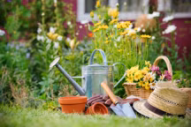 Fleurs : le calendrier annuel des semis