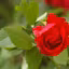 Rose rouge passion