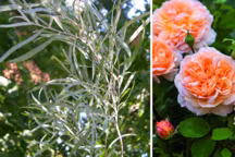 Placée sous le signe des plantes du Nouveau Monde, l'édition 2013 des Journées des Plantes sera une fois encore riches en découvertes. Préparez votre programme...