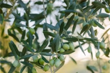 planter un olivier dans son jardin
