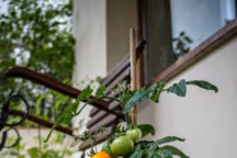 tomates cerises sur balcon