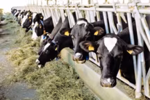 Comment on fait le parmesan ?