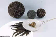 La chasse à l'insolite