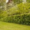 Hedge in formal garden.