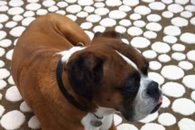 Les chiens ne font pas des chats !