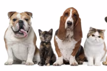 Qui l'aurait cru ? En plus d'être un compagnon fidèle et attachant, voilà que des études prouvent que notre animal possède un véritable bénéfice sur notre santé. Zoom sur ce constat plutôt inattentu.