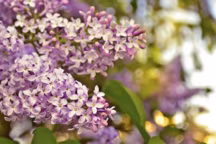 Lilas