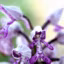 Orchis militaris