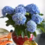 Comment obtenir des hortensias bleus ?