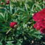 Pivoine  "Rubra Plena"