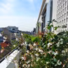 Balcon en ville - création du paysagiste Gaston Bintener de Parisbalcon.com