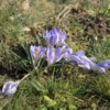 crocus