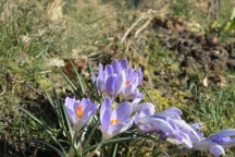 crocus