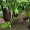 Aubergine