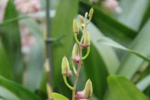 L'orchidée Phalaenopsis, dite â€˜papillon', est la plus courante et la plus facile à faire refleurir plusieurs fois par an ! Parmi les plus faciles à réussir, on compte aussi la Dendrobium nobile et l'Oncidium.