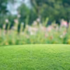 Gazon, pelouse