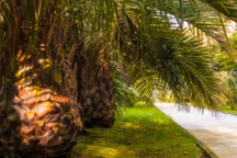 10 arbustes qui s'épanouissent par fortes chaleurs