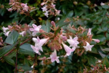 Abelia