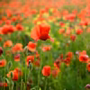 Coquelicot