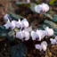 Le cyclamen fleurit même en hiver