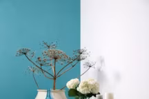 Mur Turquoise Plantes