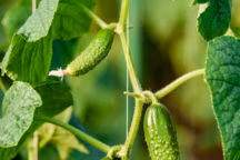 Cornichon