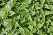 Orties prêtes à devenir du purin d'ortie