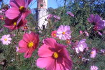 >> Les cosmos sur Côté Jardin