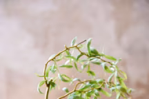 Talent Alexandra Masson Corbes - Au grès des formes - CO131 p. 36