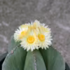Cactus astrophytum