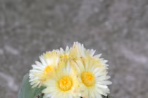 Cactus astrophytum