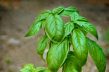 Basilic
