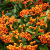 Pyracantha
