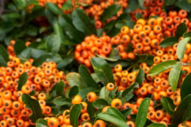 Pyracantha