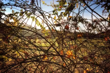 Comment éliminer les ronces ?