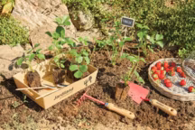 Transplantoir, tête en acier et manche en bois, L.32 x l.8 x H.6 cm,
6,95 euros. Râteau, tête en acier et manche en bois, L.26 x l.9 x H.6 cm,
4.,5 euros. Fraisier en motte à partir de 2,95 euros. Lot de 5 étiquettes à ardoise à planter : étiquette en bois et ardoise. L.5 x l.7 x H.27.5 cm
8,50 euros. Jardiland.