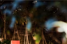 Coche-pot en terre cuite, Alinéa - Prix : non communiqué