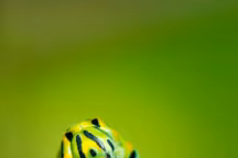 La chenille verte est l'ennemi au jardin