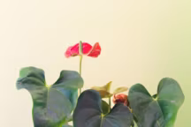 Anthurium