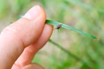 Comment enlever une tique ?