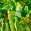 Petit pois