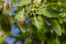 Cladosporiose de la tomate