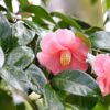 Camelia : plantation, entretien